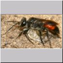 Astata boops - Wanzengrabwespe 17h 11mm beim Nesteintrag am Steilhang mit Wanze.jpg